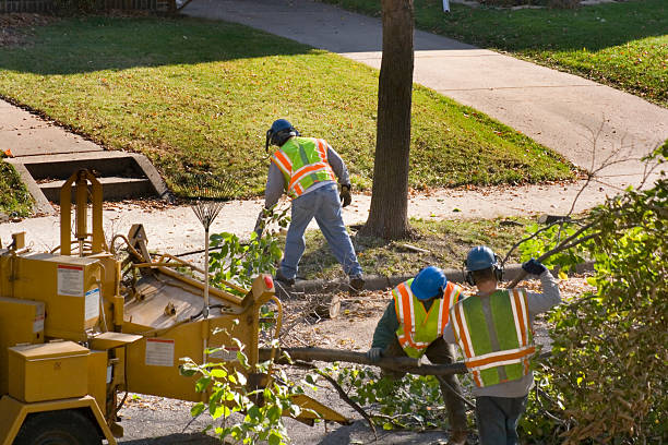 Professional Tree Service in White Rock, NM